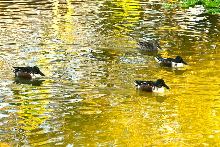 　県総公園、早朝の海辺で