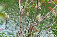 　花薄の風景（４）～真喜屋ダム 2023/12/10 15:40:00
