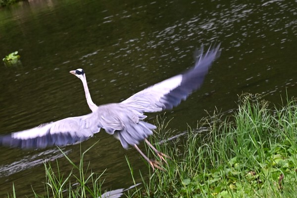 　アオサギ、シラサギ～県総合運動公園