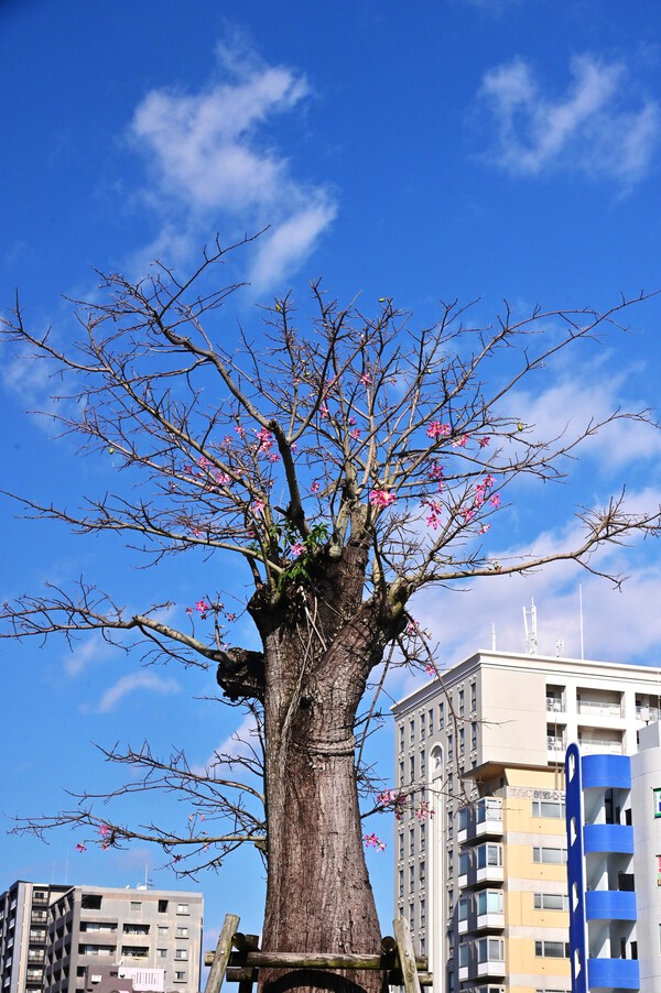 　トックリキワタ～那覇市おもろまち散策