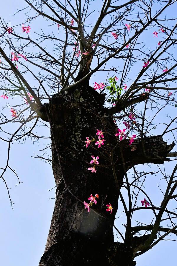 　トックリキワタ～那覇市おもろまち散策