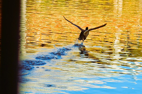 　県総合運動公園に数種の渡り鳥飛来　