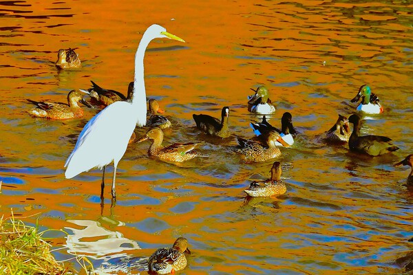 　県総合運動公園に数種の渡り鳥飛来　