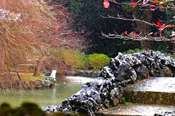 　寒緋桜を撮る（ヌーリー川）