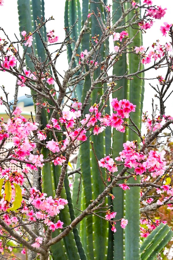 　寒緋桜を撮る（ヌーリー川）