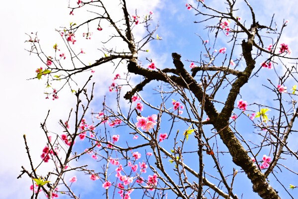 　寒緋桜を撮る（ヌーリー川）