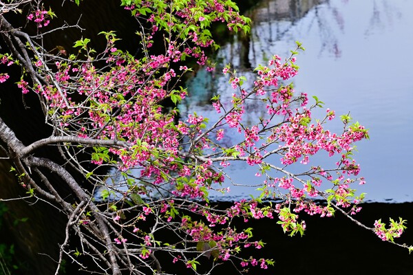 　寒緋桜を撮る（ヌーリー川）