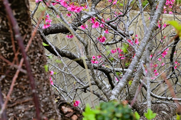 　寒緋桜を撮る（ヌーリー川）