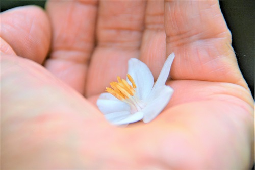 　エゴノキの花