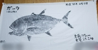 カマジ魚拓完成( *´艸)