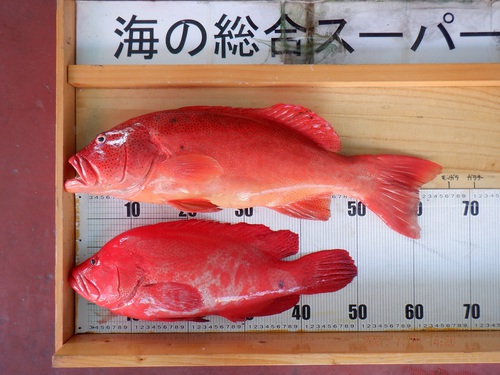 釣果写真更新(^_-)-☆ 釣果写真更新(^_-)-☆