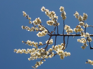 仙台から花便り（おまけ付き）
