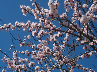 仙台から花便り（おまけ付き）