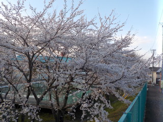 仙台から花便り（おまけ付き）