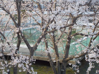 仙台から花便り（おまけ付き）