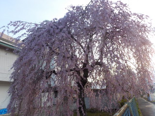 仙台から花便り（おまけ付き）
