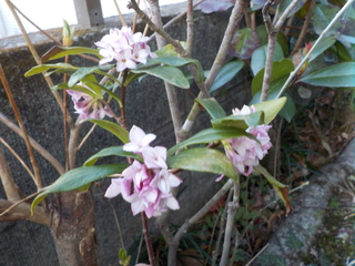 仙台から花便り（おまけ付き）