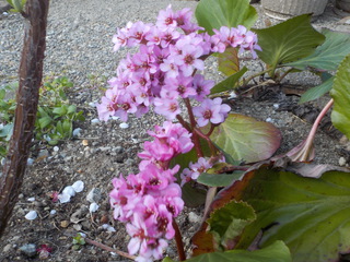 仙台から花便り（おまけ付き）