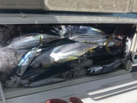 まぐろ釣り 2017/07/17 15:25:55