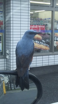 傍に鳥