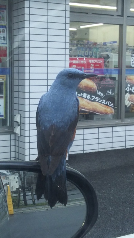 傍に鳥