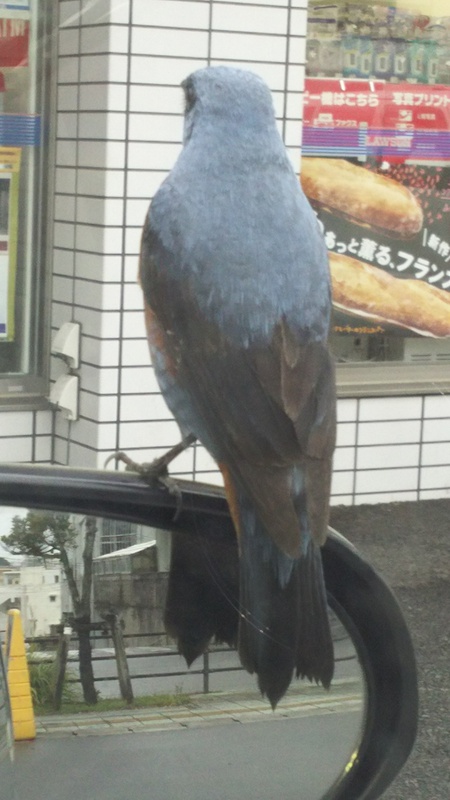 傍に鳥