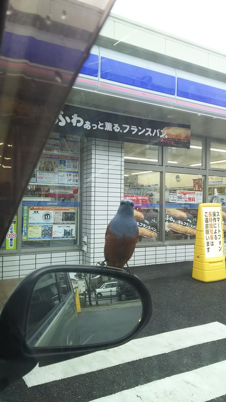 傍に鳥