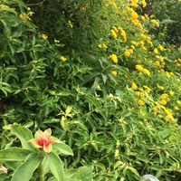 身近な植物やお花に触れるシエスタな時間 2017/09/14 21:50:55