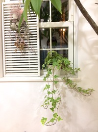 お部屋でアイビー苗は、生きいき！？ 2017/09/16 21:08:33