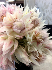 沖縄花市場で出逢ったお花～セルリア 2017/09/29 11:11:08