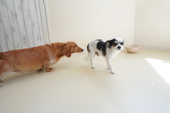 ちび太くん Smileydog