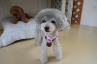 ニコリちゃん　ネイロちゃん