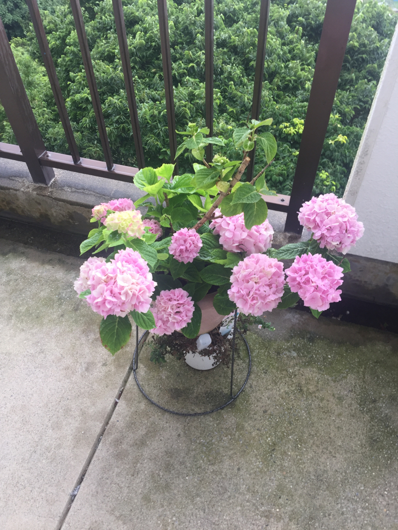 よへなアジサイ園で購入した紫陽花が 梅雨 花 沖縄 沖縄市ネイルサロンemerald I Ll デザイン持ち込みのお店