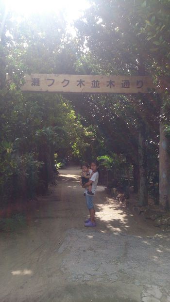 備瀬のフクギ★トトロの森