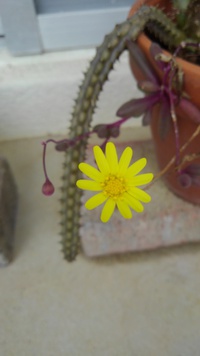 ピーチネックレスのお花 2022/01/23 11:15:29
