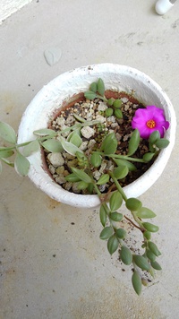 多肉植物 2021/05/21 14:27:42