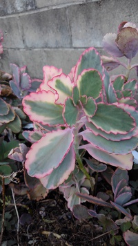 多肉植物 2021/10/29 08:51:10