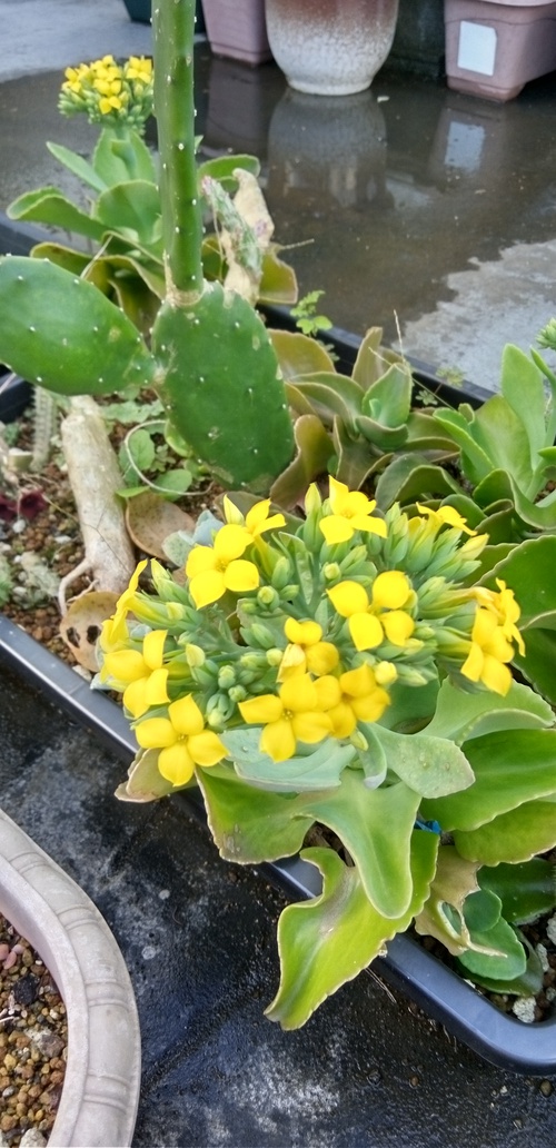 多肉植物