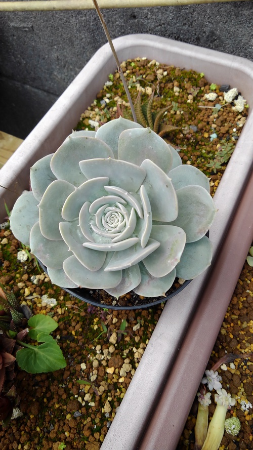 多肉植物