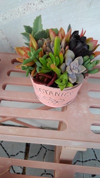 プレゼントに多肉植物はいかがですか❤️ 2021/05/03 21:03:11