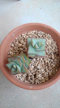 多肉植物 2021/06/16 11:08:53