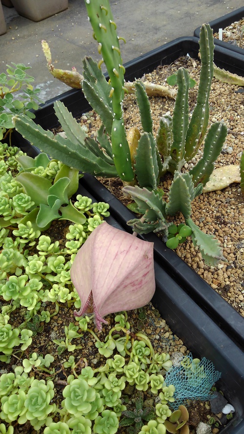 サボテンの蕾にビックリ❗