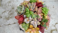 多肉植物 2021/02/28 16:16:34