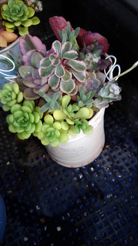 小さな寄せ植え 2021/12/26 18:10:34