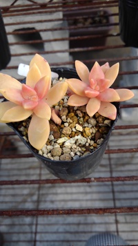 多肉植物 2022/03/01 19:23:06