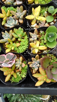 多肉植物 2021/10/17 13:42:37