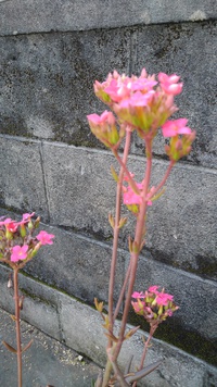 可愛い❤️お花が 2022/05/22 12:21:17