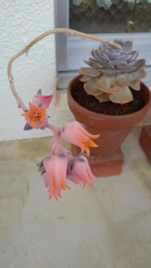多肉ちゃんのお花