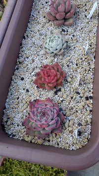 多肉植物 2021/02/01 09:54:51