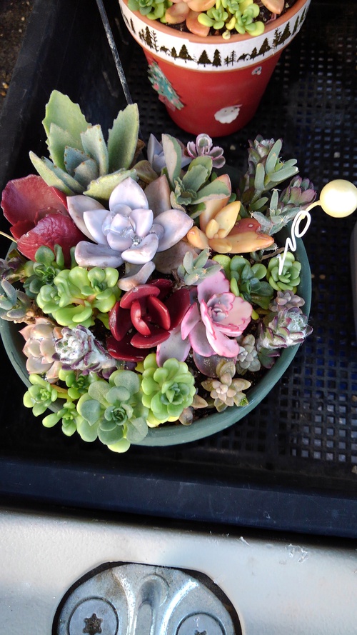 寄せ植え